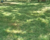 LOTE 555 M2